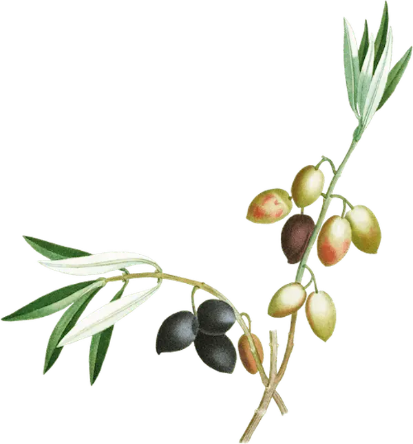 decorative image: branch with olives