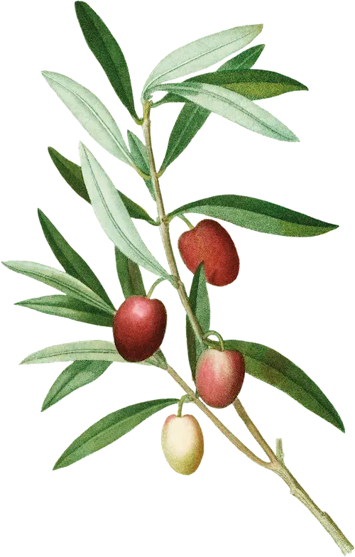 decorative drawing of olives and figs